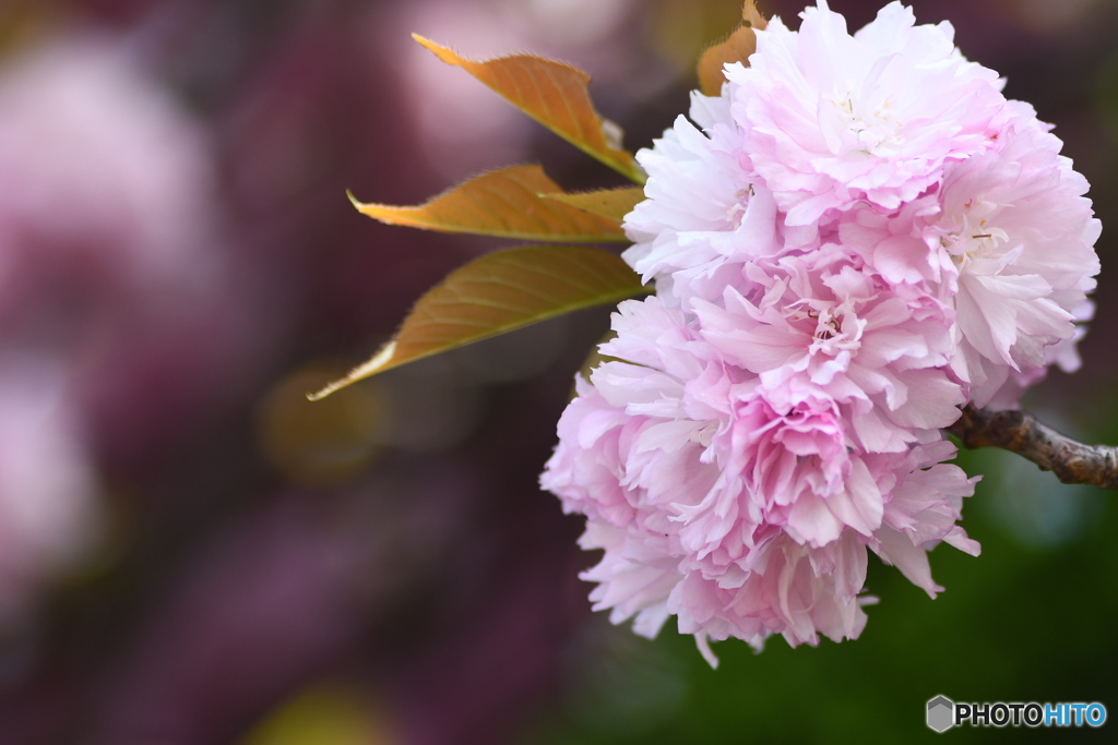 八重桜②