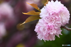 八重桜②