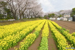 尾根緑道の 桜と 菜の花