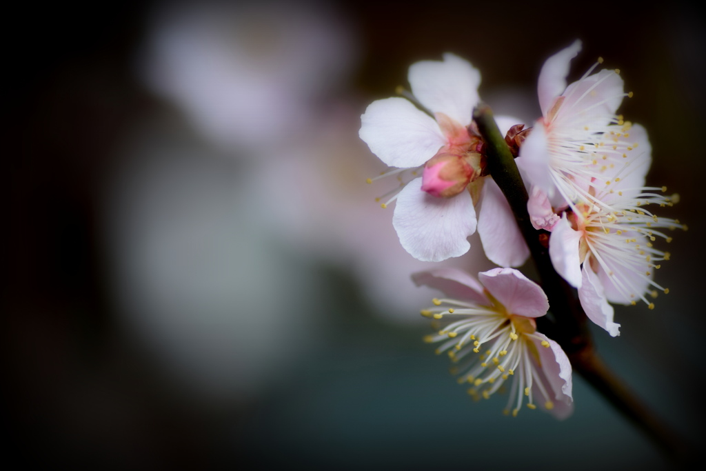 梅