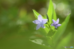 紫色の 小さなお花