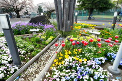 公園の花壇