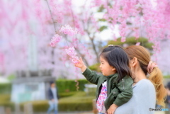 お花、綺麗だね～