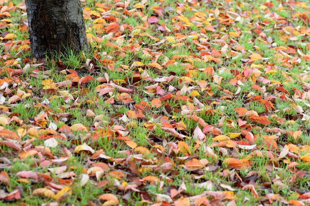公園の落ち葉