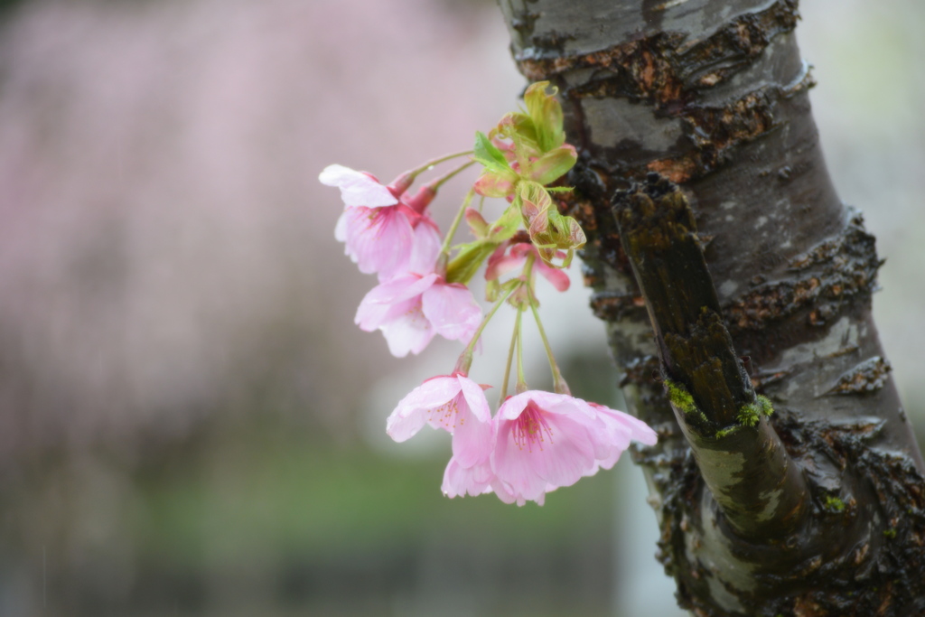 雨の朝の 八重桜