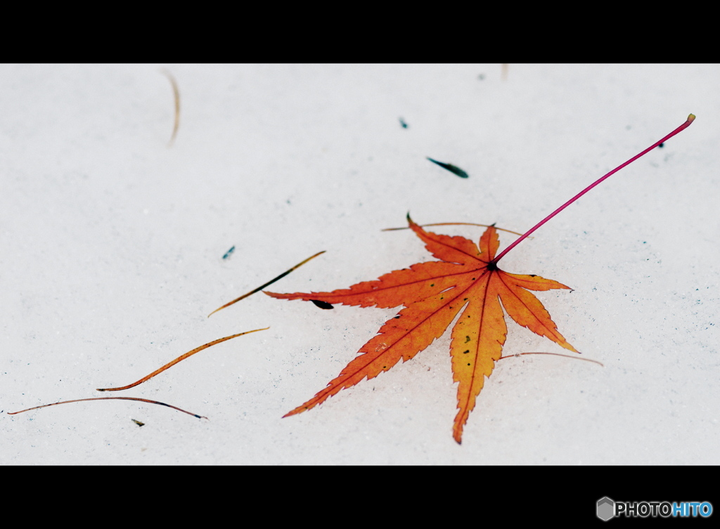 雪の上の落ち葉