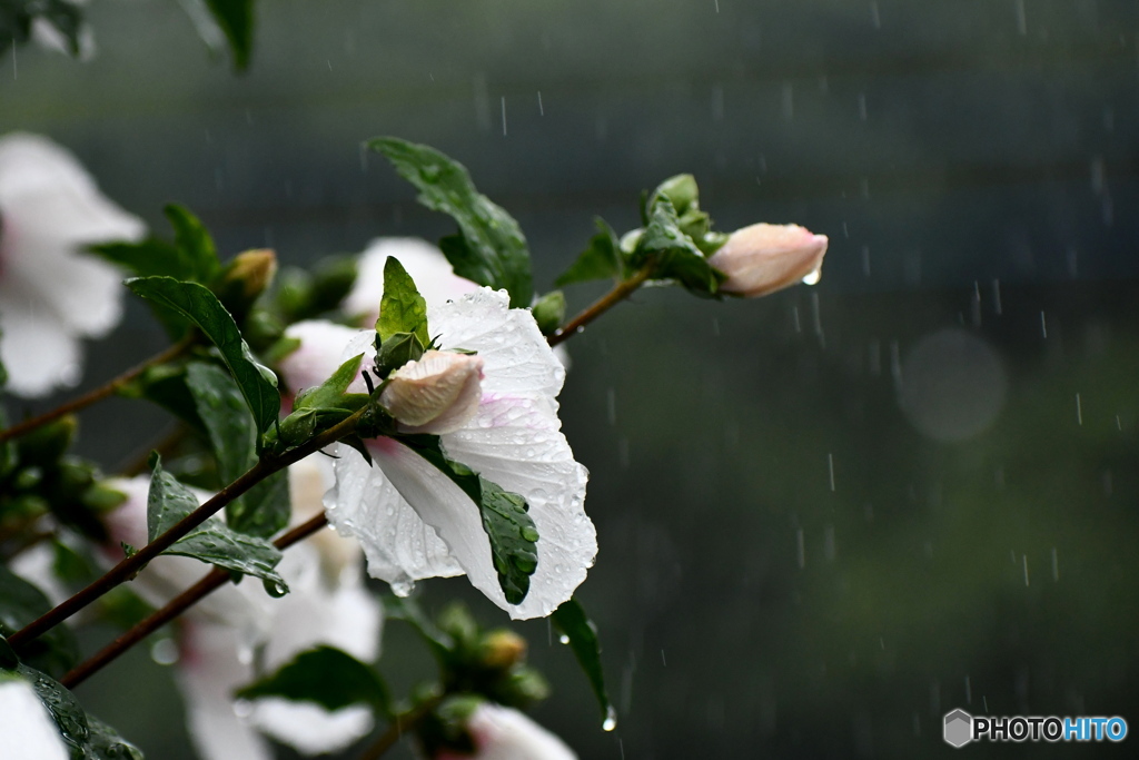 雨の日のお散歩①