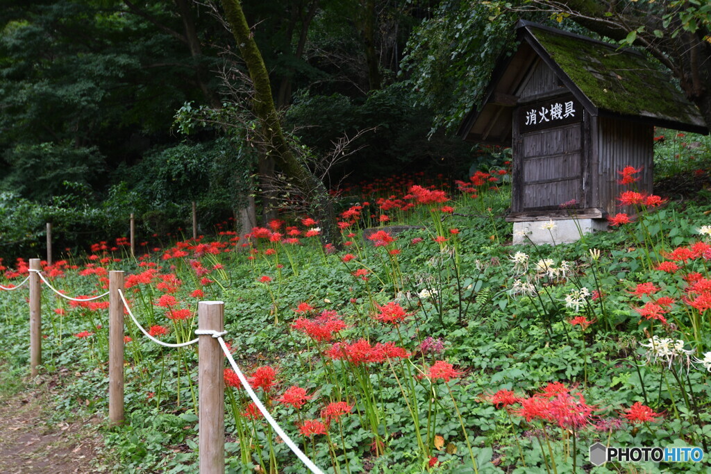 薬師池公園の彼岸花