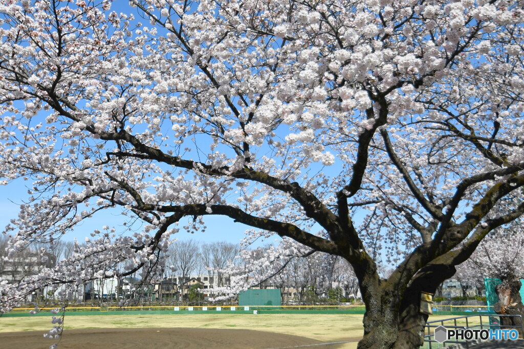 町田市民球場の桜