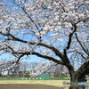 町田市民球場の桜