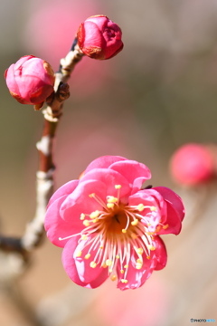 公園の梅