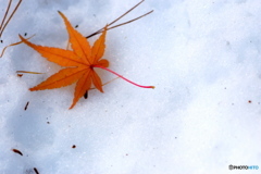 雪の上に落ち葉