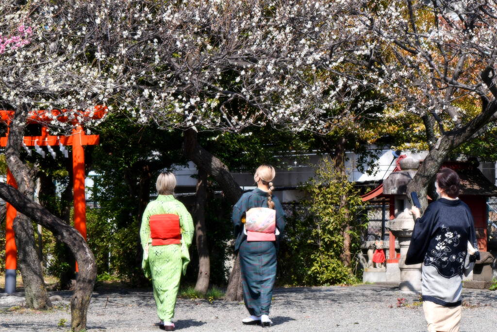 町田天満宮の梅