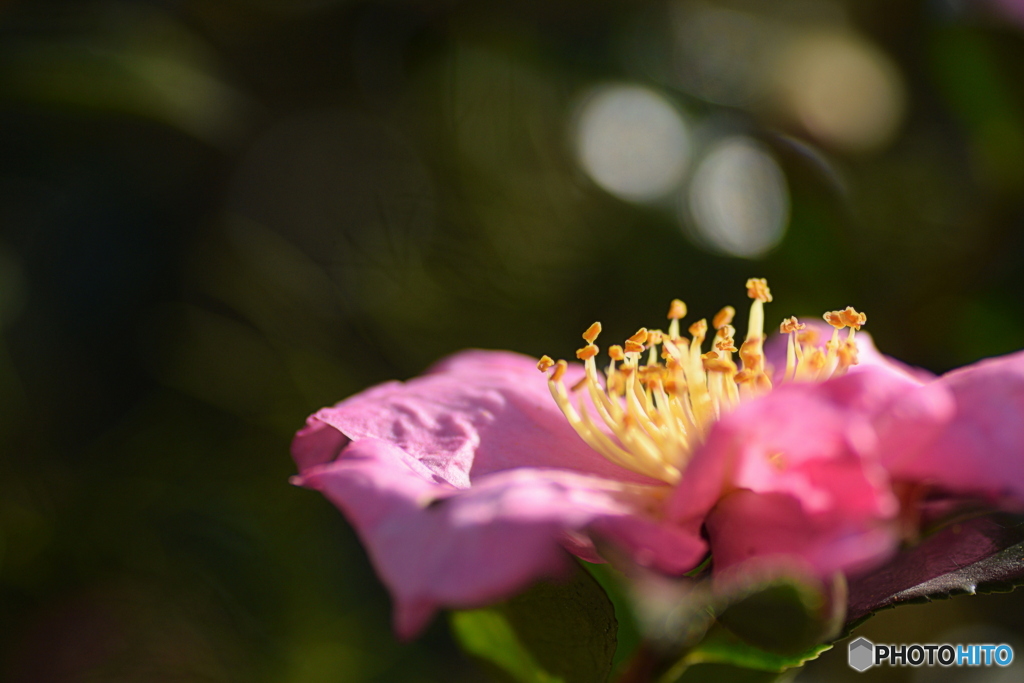 ピンクの山茶花