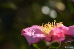 ピンクの山茶花