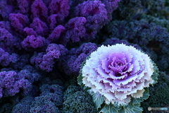 冬の花