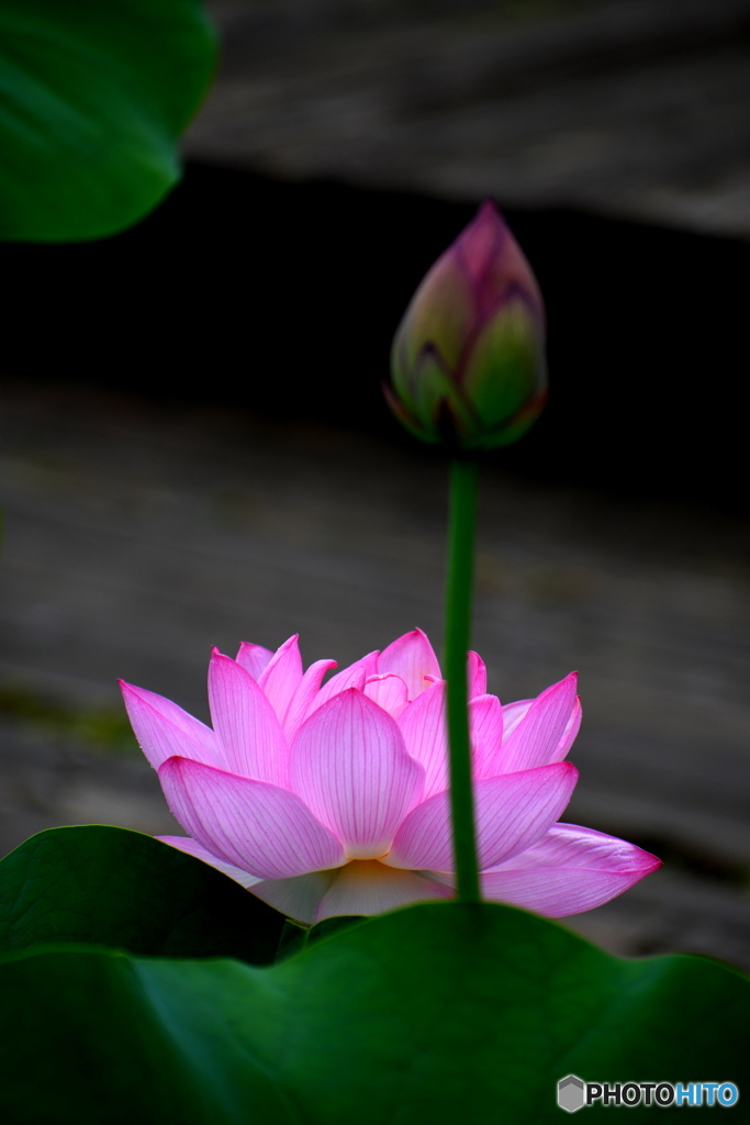 今朝の蓮