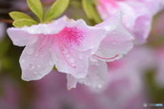 雨の朝