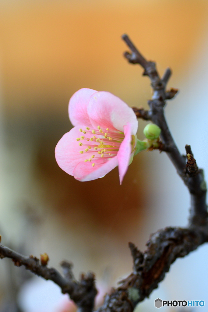 鉢植えのボケ
