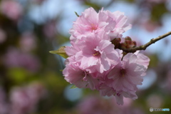 今朝の桜