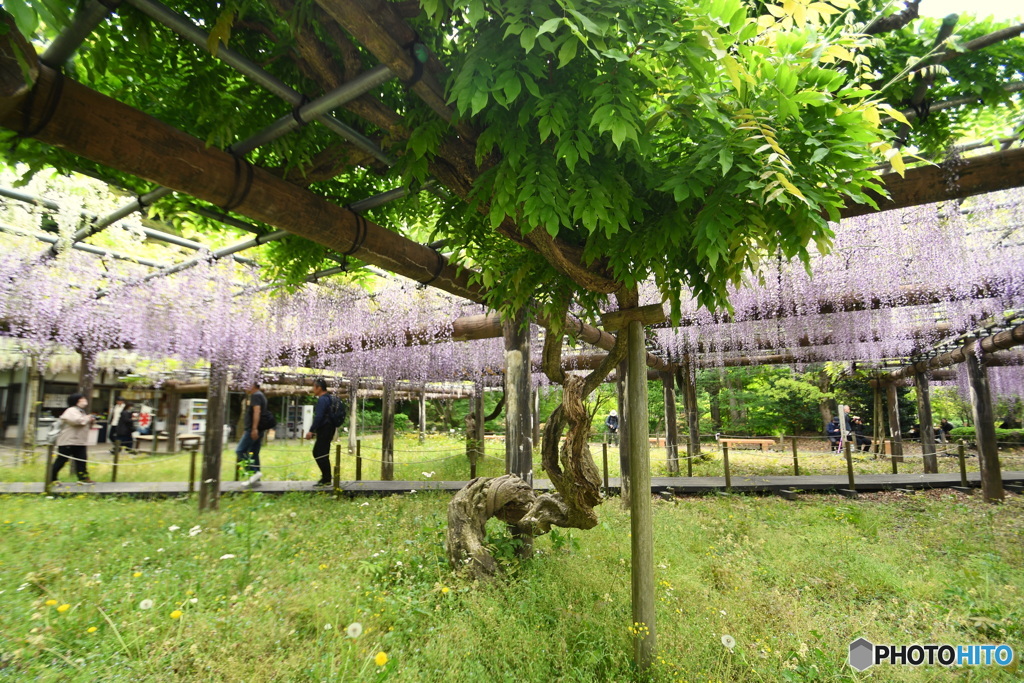 薬師池公園の藤