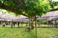 薬師池公園の藤