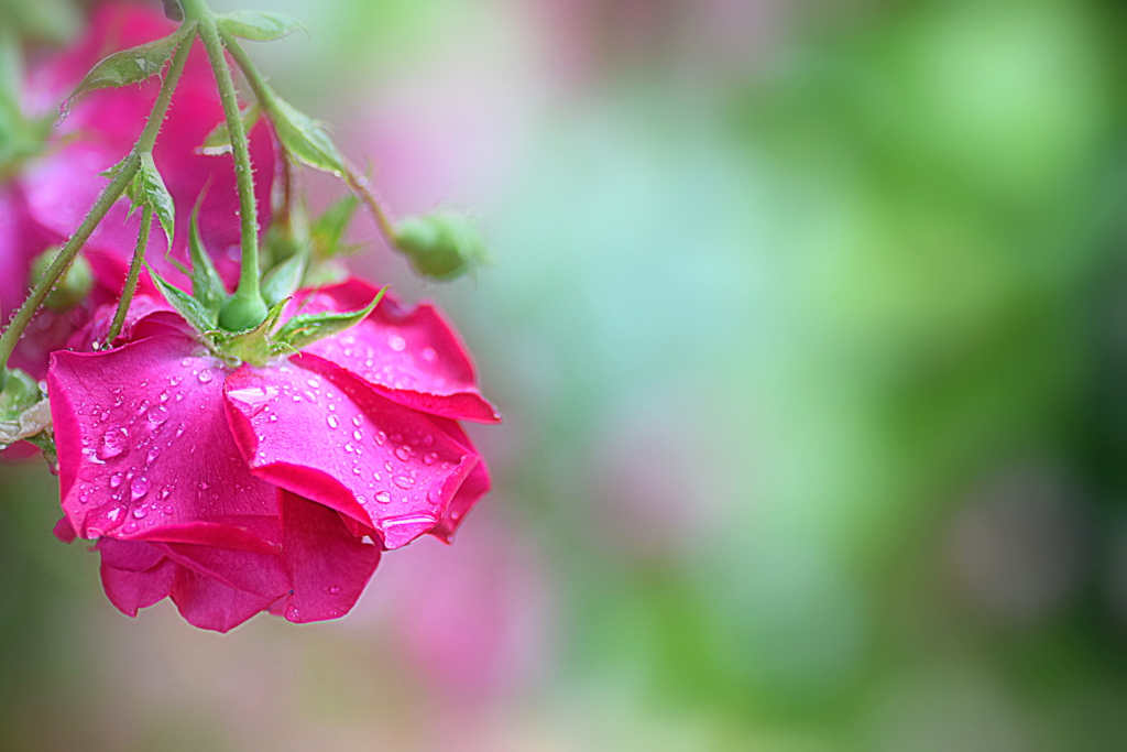 雨の日の薔薇