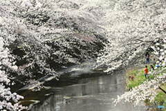 恩田川の桜⑥