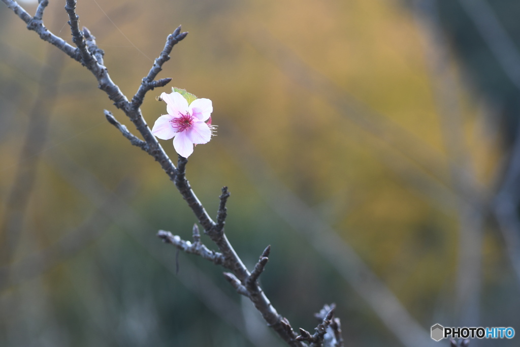 今は秋　背景は黄葉の木