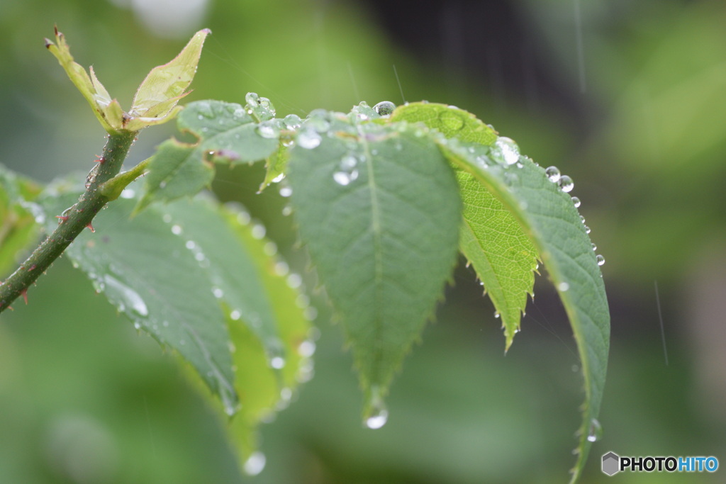 雨の日が好き