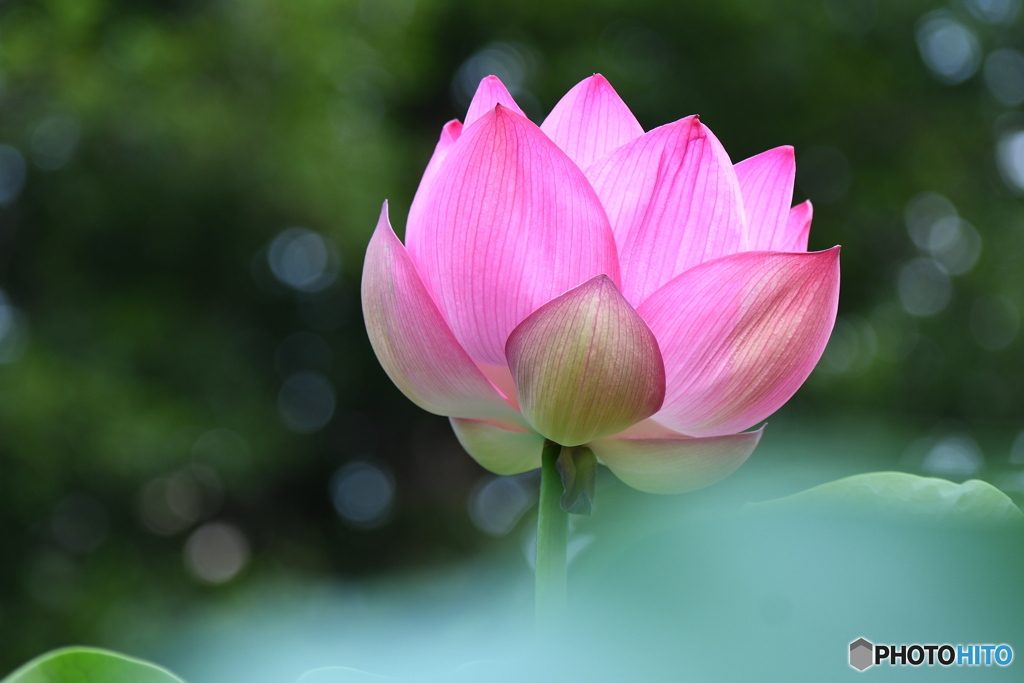 可愛い蓮のお花