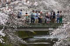 桜を楽しむ人たち