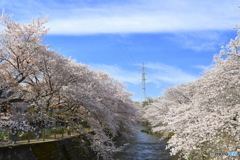 恩田川の桜⑤