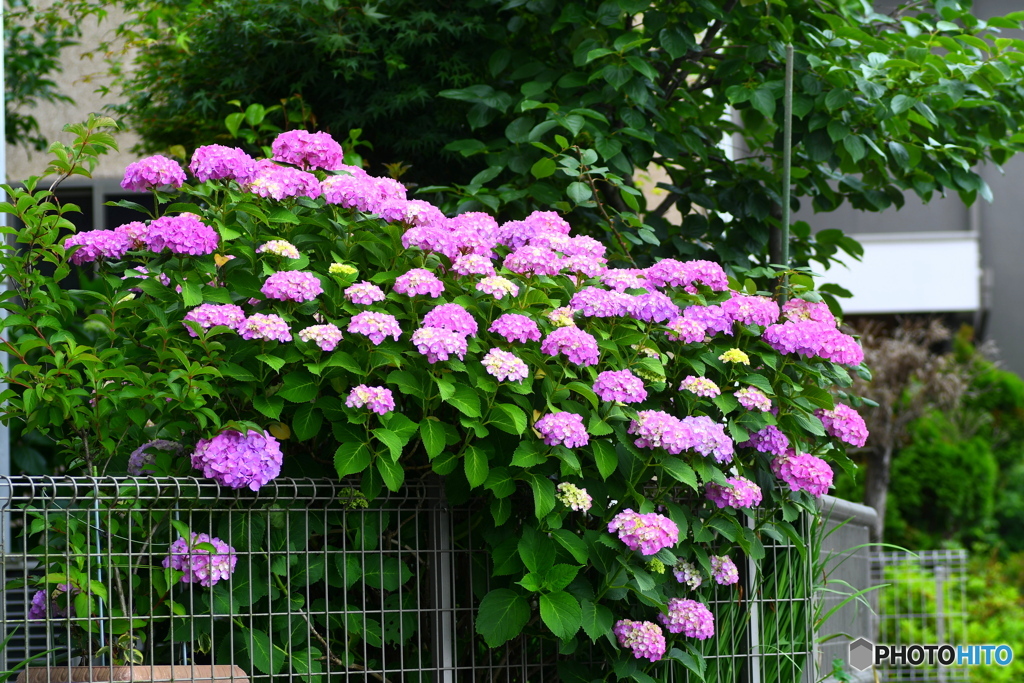 近所で見た紫陽花