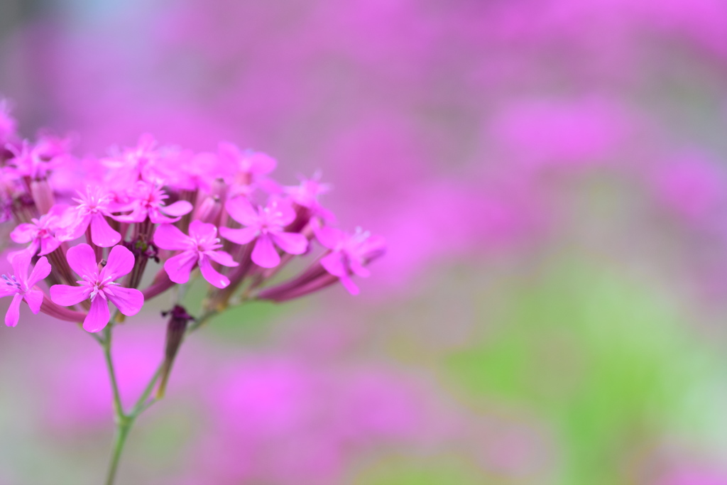 ピンクのお花