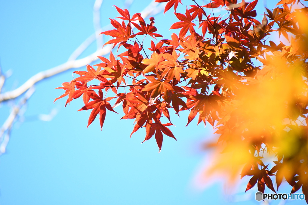 青空と紅葉