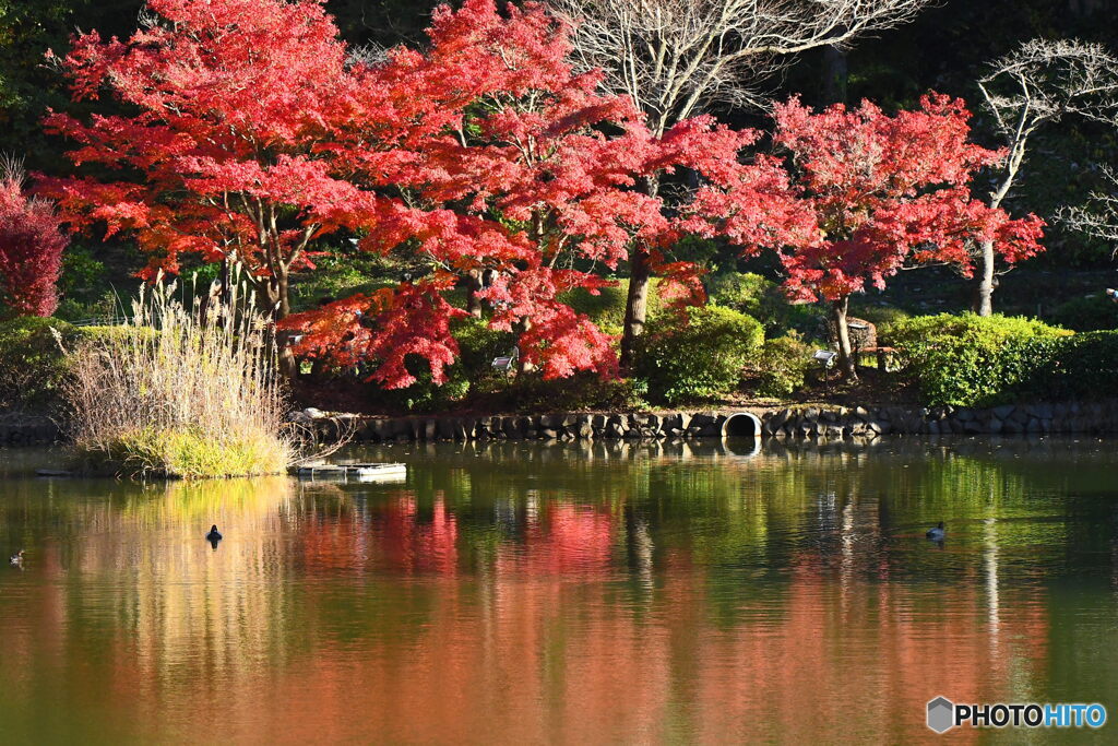薬師池公園の紅葉