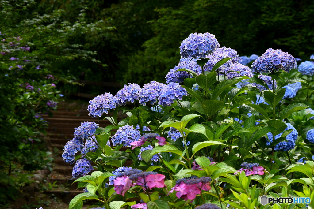 紫陽花