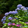 紫陽花