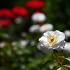 白い薔薇