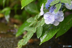 雨の朝