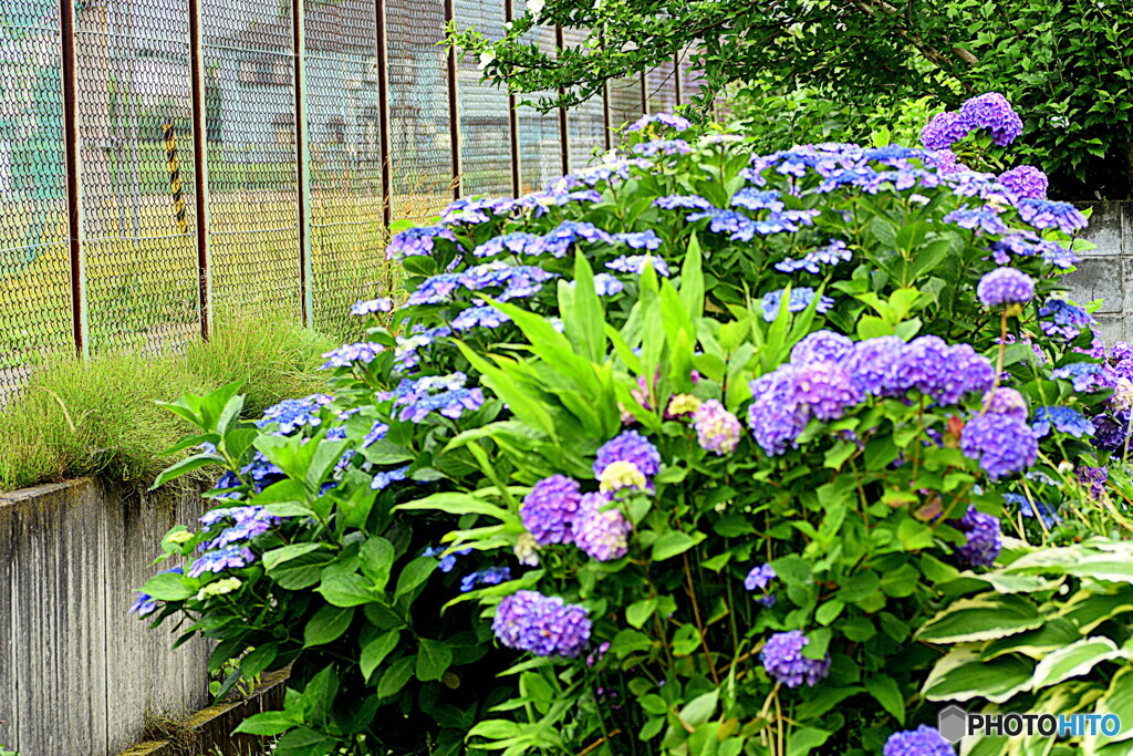 グランドの脇の 紫陽花たち