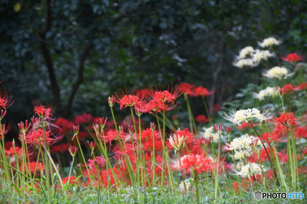紅白の彼岸花