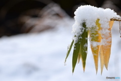 また雪が降りました