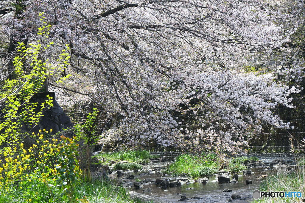 恩田川の桜