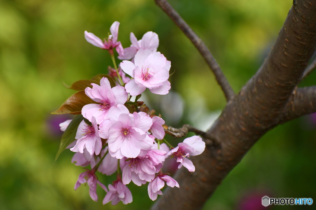 紫桜