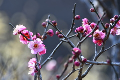 公園の梅