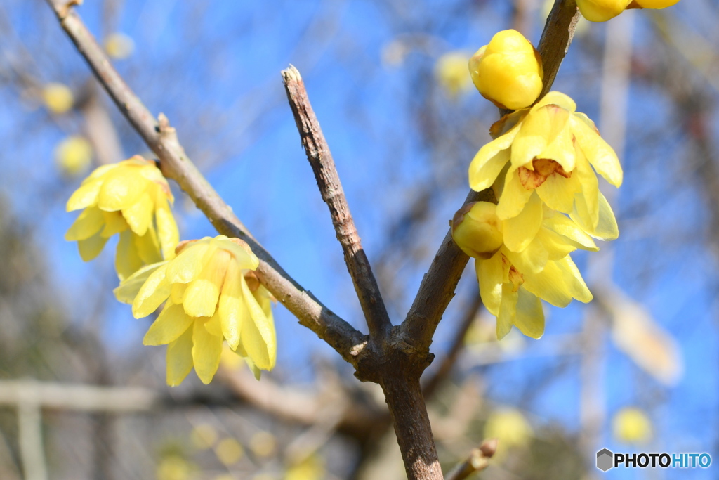 東京には、冬が無いのでしょうか？