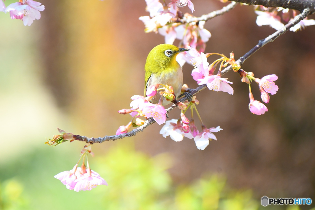 河津桜とメジロちゃん③