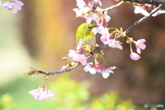 河津桜とメジロちゃん③